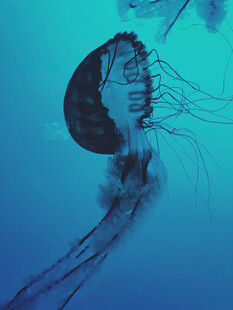 蓝色海洋中的梦幻水母