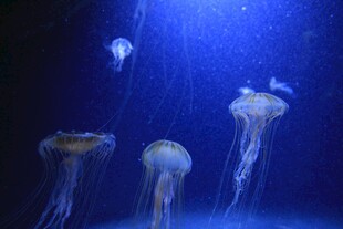 梦幻水母在水中悠然游动