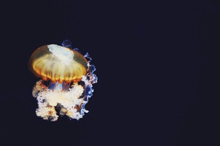发光水母在深海中舞动