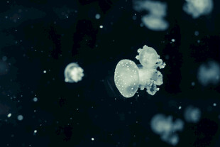 深海中的神秘浮游生物