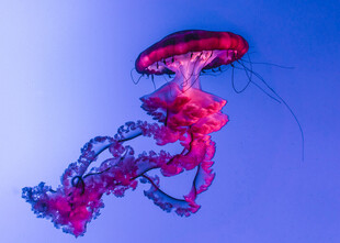 梦幻粉色水母在水中摇曳