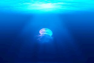 深海中的梦幻水母