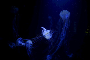 梦幻水母在水中飘逸