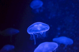 梦幻蓝色水母在水中游动