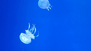 梦幻水母在蓝色海洋中游动