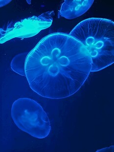 梦幻蓝色水母群