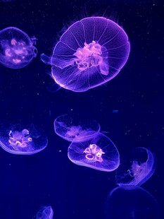 梦幻紫色水母在深海游动
