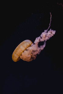梦幻水母在深海中游动