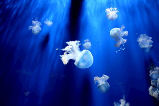 梦幻海底水母群