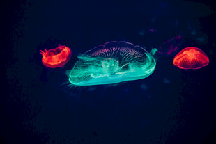 深海发光水母梦幻画面