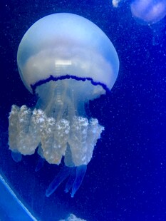 梦幻水母在蓝色海洋中游动