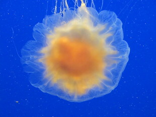梦幻水母在蓝色海洋绽放