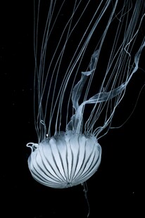 梦幻水母灵动飘逸之美