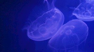 梦幻水母在深海中摇曳