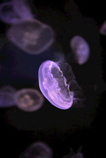 梦幻紫色水母在水中游动