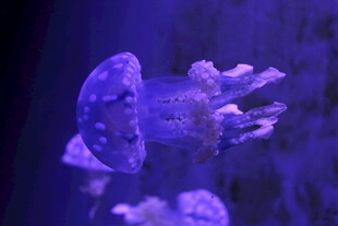 梦幻水母在水中优雅游动