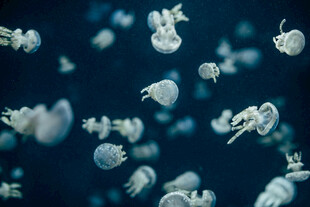 梦幻水母在深海中游动