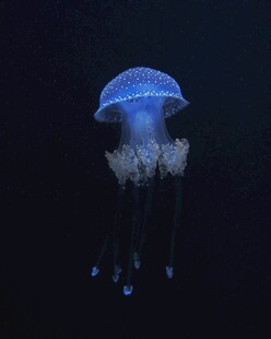 发光水母在深海中漂浮