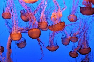 梦幻水母在蓝色海洋中游动