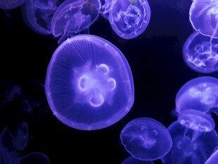 梦幻紫色水母在水中游动
