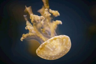 水中漂浮的美丽海月水母