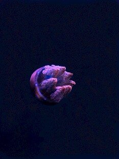 深海中的紫色神秘生物