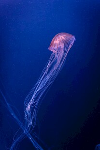 深海中游动的梦幻水母