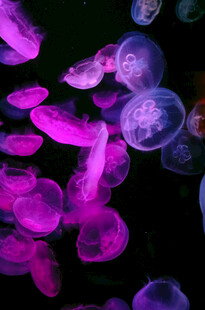 梦幻紫色水母群