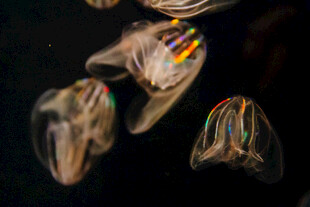 梦幻多彩水母特写
