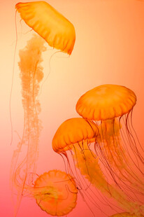 梦幻橙色水母游动画面