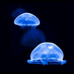 梦幻蓝色水母在水中游动