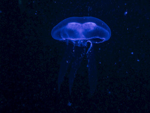 梦幻蓝水母在深海中游动