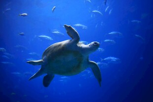 海龟在蓝色海洋中优雅游动