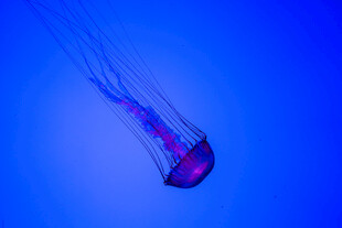 蓝色背景中的梦幻水母