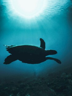深海中遨游的海龟剪影