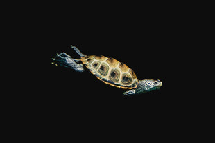 游动的海龟
