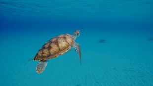 海洋中游动的可爱小海龟