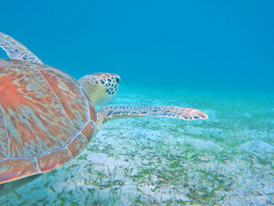 海中畅游的斑斓海龟