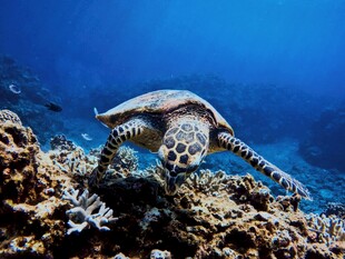 海底海龟游弋于珊瑚间
