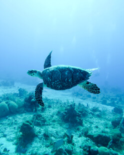 海龟在海底畅游的美丽瞬间
