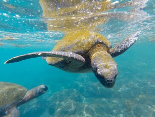 海龟在水中优雅游动