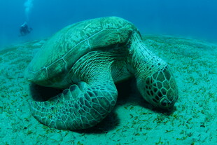 海底休憩的花纹海龟