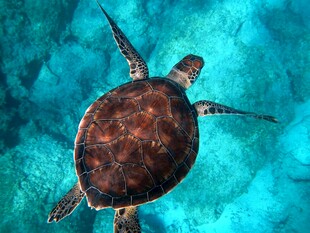 海洋中遨游的绿海龟