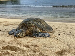 沙滩上休憩的大海龟