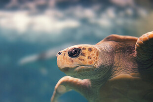 水族馆中畅游的可爱海龟