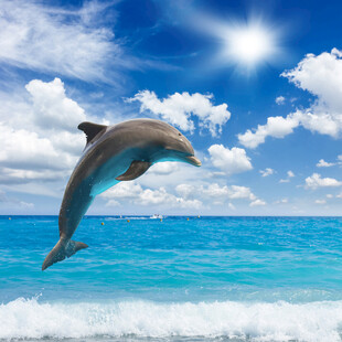 海豚跃出蔚蓝海洋