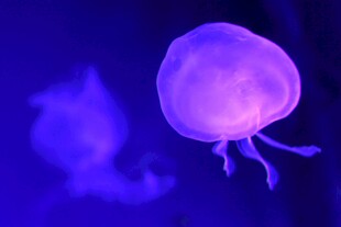 梦幻紫色水母