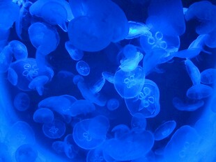 蓝色梦幻水母群