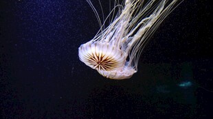 梦幻水母在水中飘逸