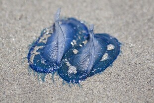 沙滩上的蓝色水母
